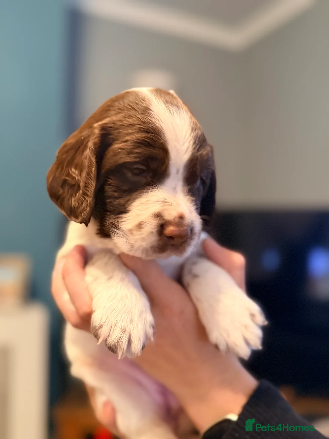 English Springer Spaniel dogs for sale: Liver and White Springer Spaniel Puppies  in South Shields - Advert 2