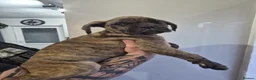 Cane Corso dogs for sale: Exotic Cane Corso Pups - Advert 7