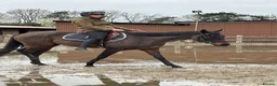 English Thoroughbred horses for sale: Super quiet teenager dream horse - Advert 9