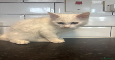 Mixed Breed cats - Advert 14