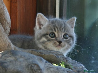 Exotic cats Exotic cross kittens - Advert 4