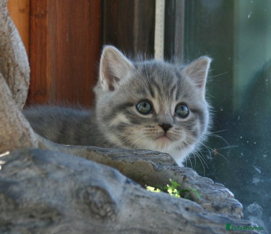 Exotic cats Exotic cross kittens - Advert 1