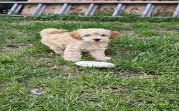 Cockapoo dogs for sale: Girl reavailable F1B cockapoo puppy health tested in Ormskirk - Image 3