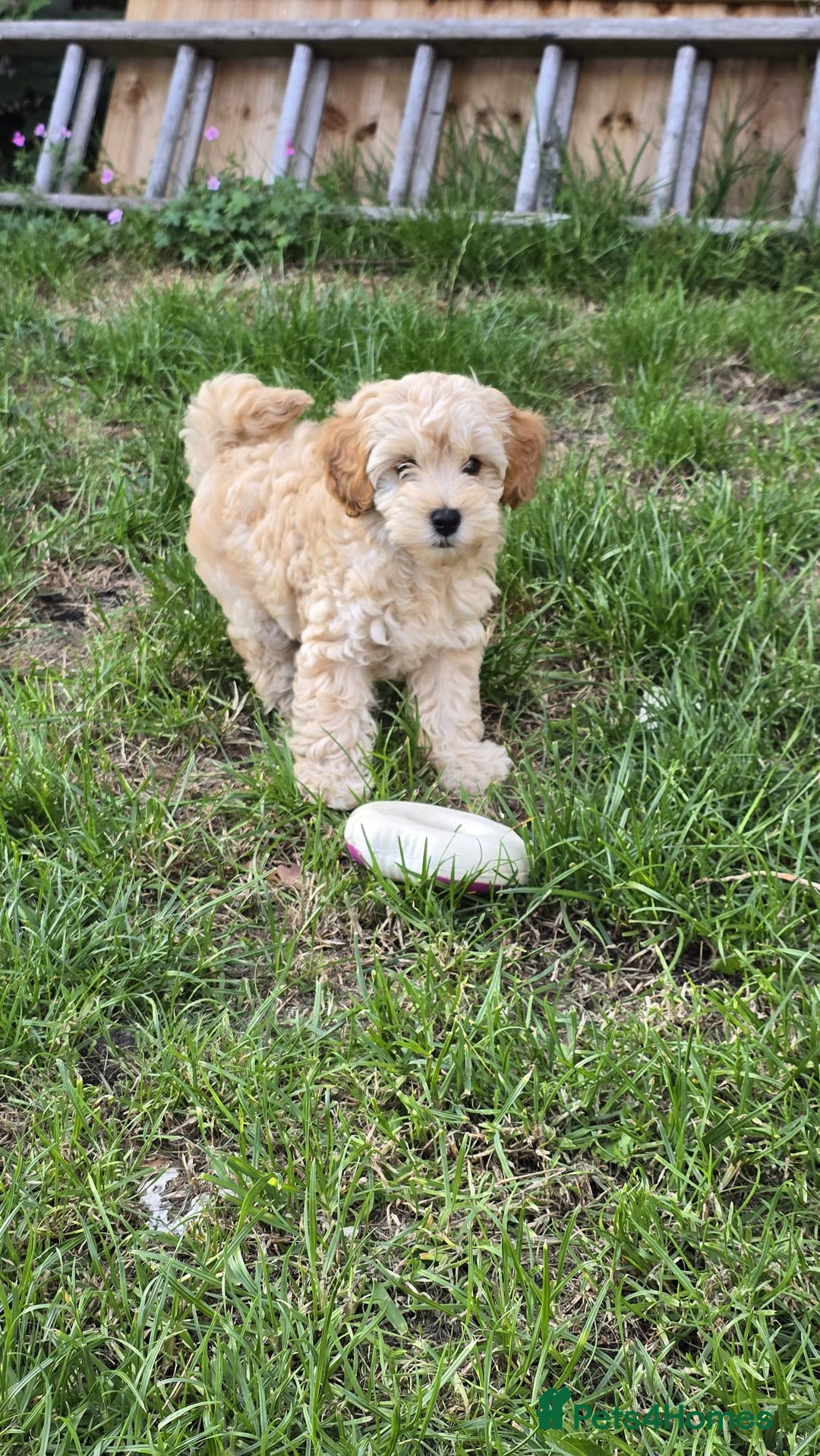Cockapoo dogs for sale: Girl reavailable F1B cockapoo puppy health tested in Ormskirk - Image 3