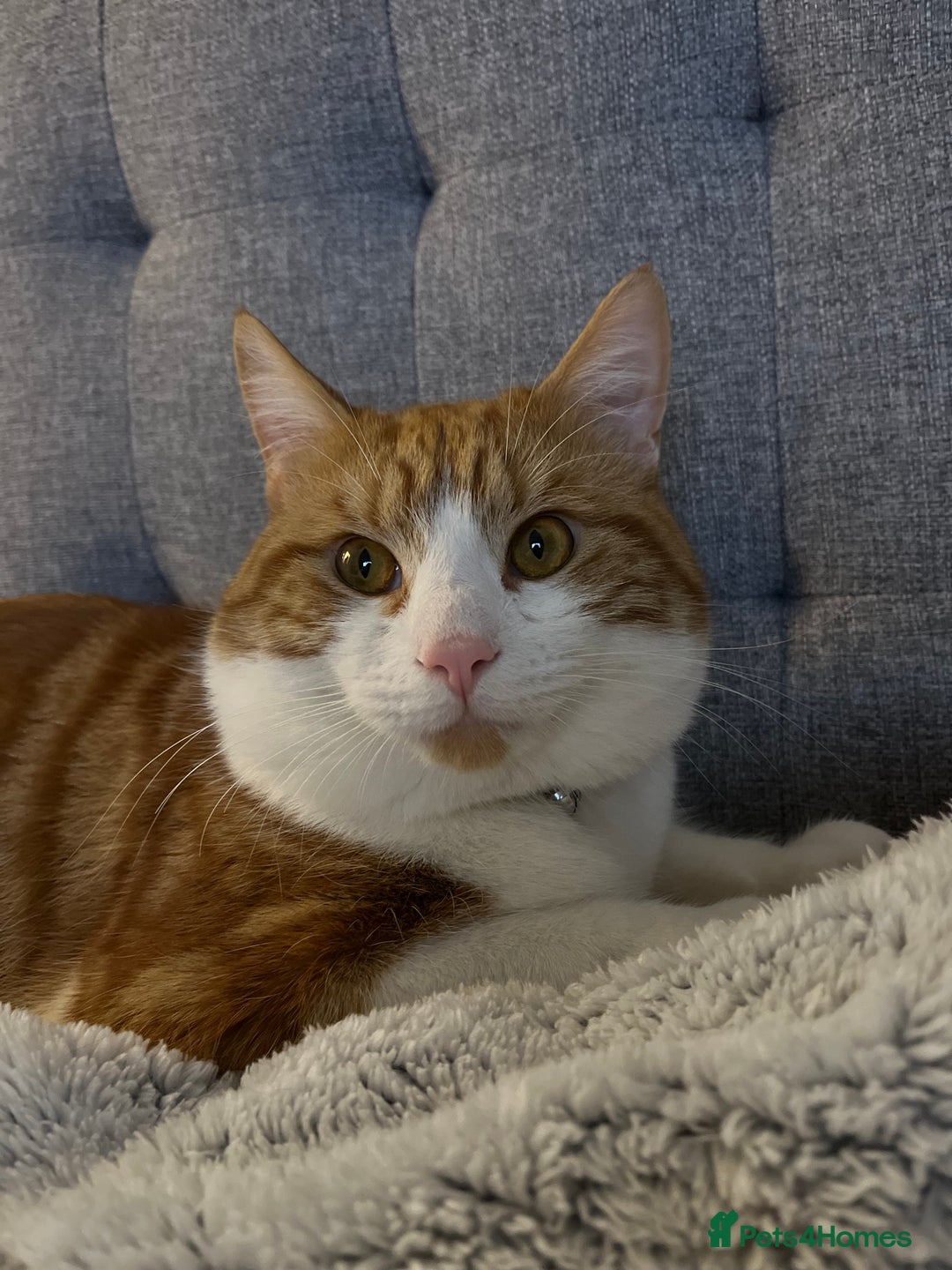 Domestic Shorthair cats for sale: Gorgeous Male Domestic Shorthair Tabby - Image 16