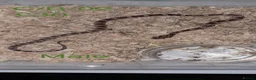 Corn Snake reptiles for sale: Baby corn snakes  - Advert 14