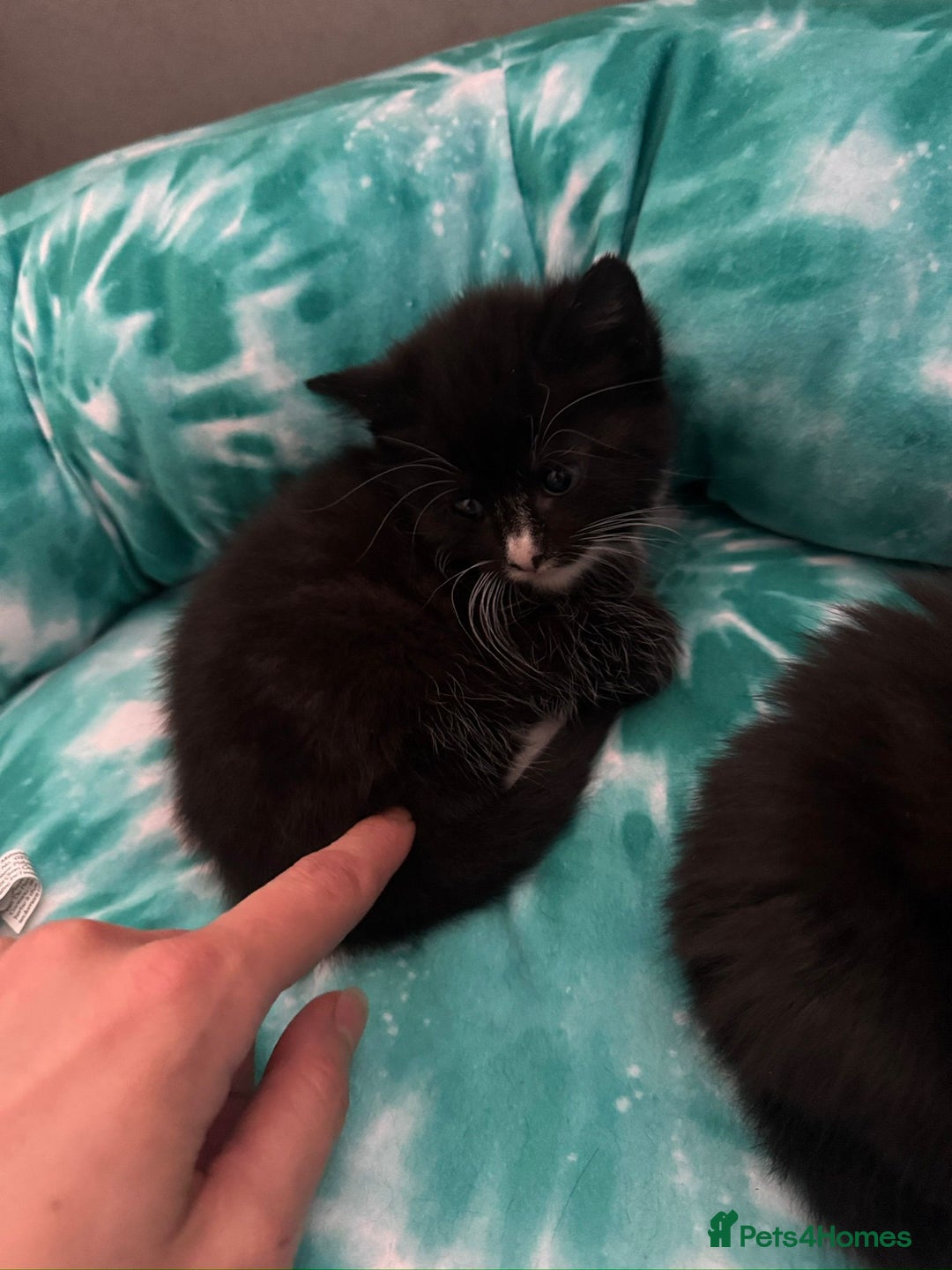 Domestic Shorthair cats for sale: 5 Playful Tuxedo & Black Kittens – Ready Now - Image 22
