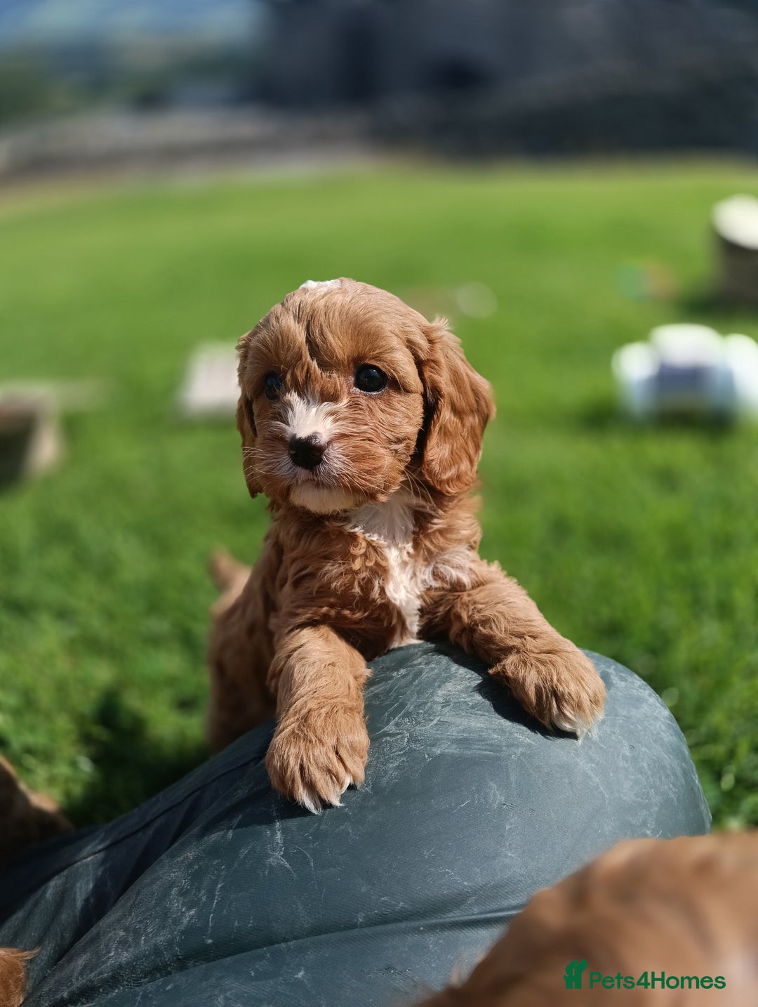 Cavapoo dogs for sale: Stunning F1 Quality Cavapoo Puppies. Dad Tested.  - Image 15