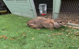 Mixed Breed rabbits for sale: Mixed breed of lop  - Image 1