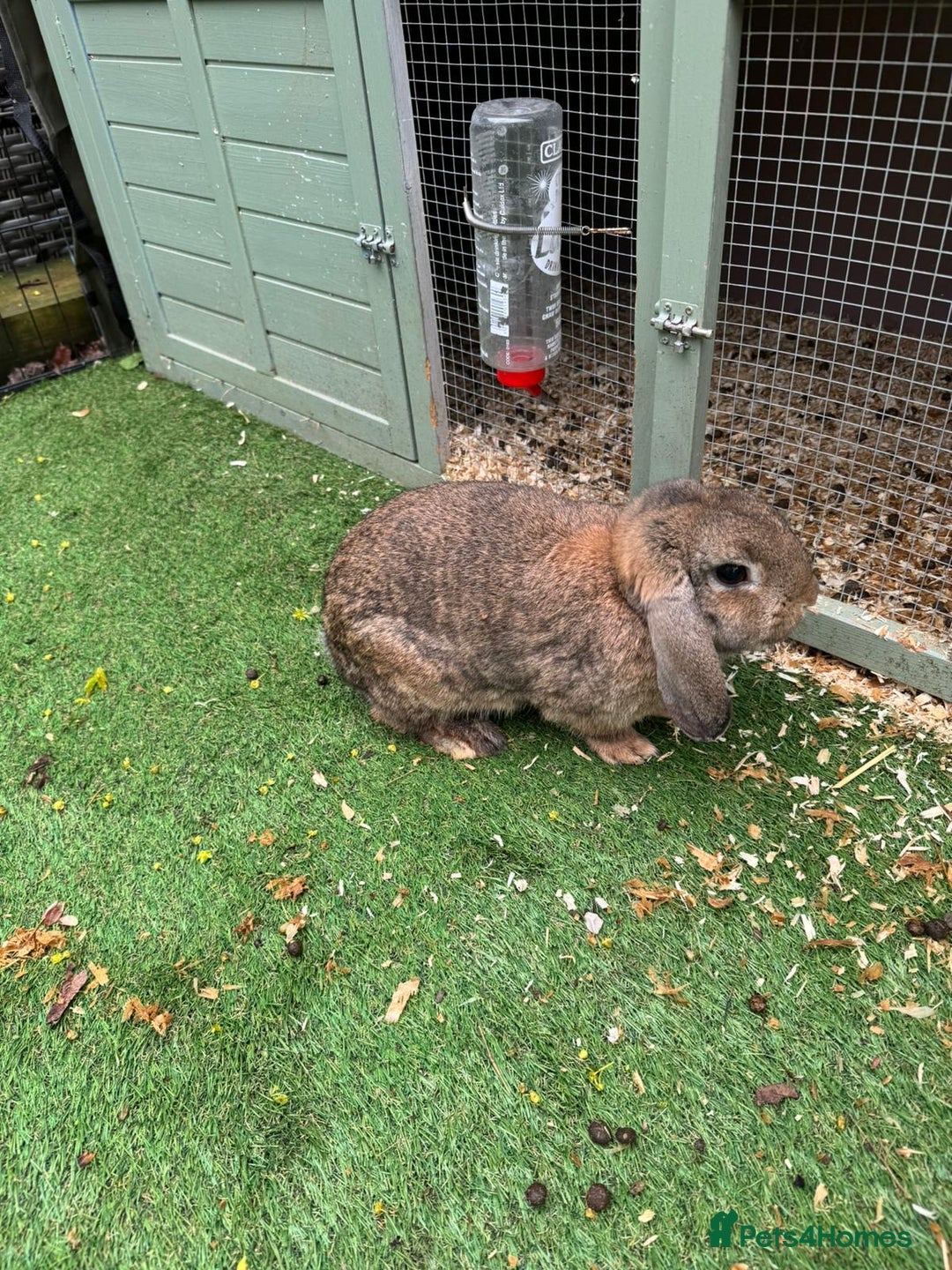 Mixed Breed rabbits for sale: Mixed breed of lop  - Image 1