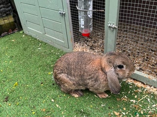 Mixed Breed rabbits for sale - Advert 1