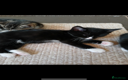 Mixed Breed cats for sale: 5 beautiful kittens  - Image 4