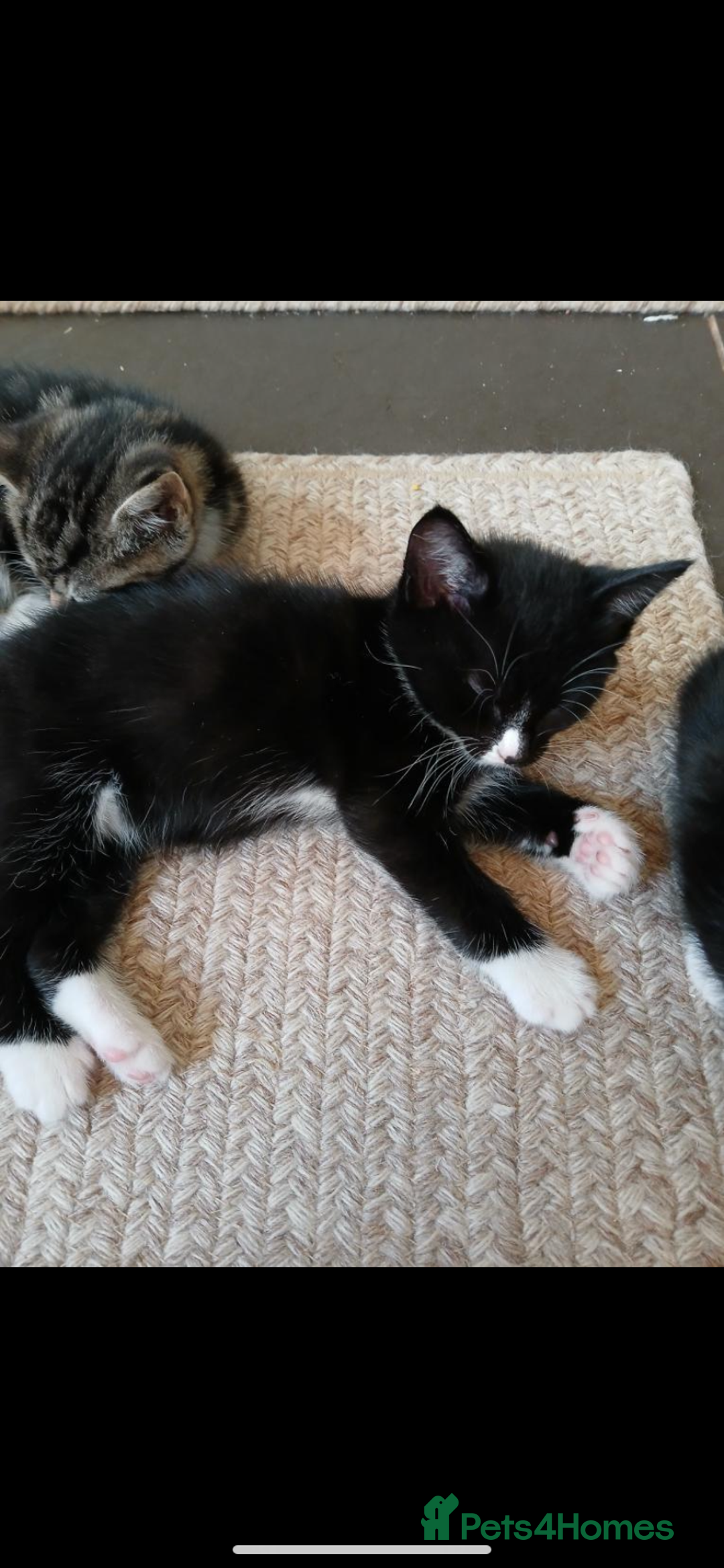 Mixed Breed cats for sale: 5 beautiful kittens  - Image 4