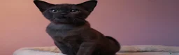 Burmese cats for sale: Beautiful Healthy Burmese  - Advert 31