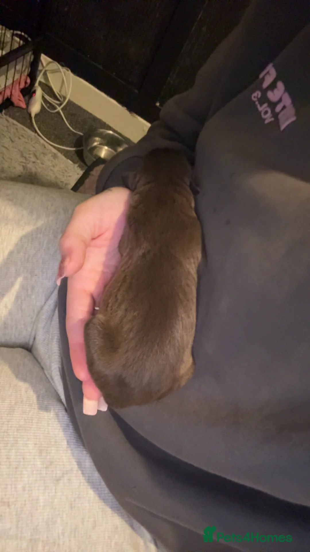 Mixed Breed dogs for sale: American bulldog cross Labrador  - Advert 4