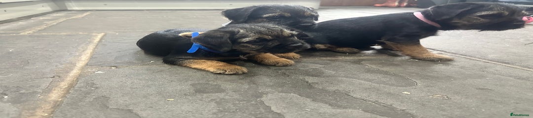 Border Terrier Puppy 5