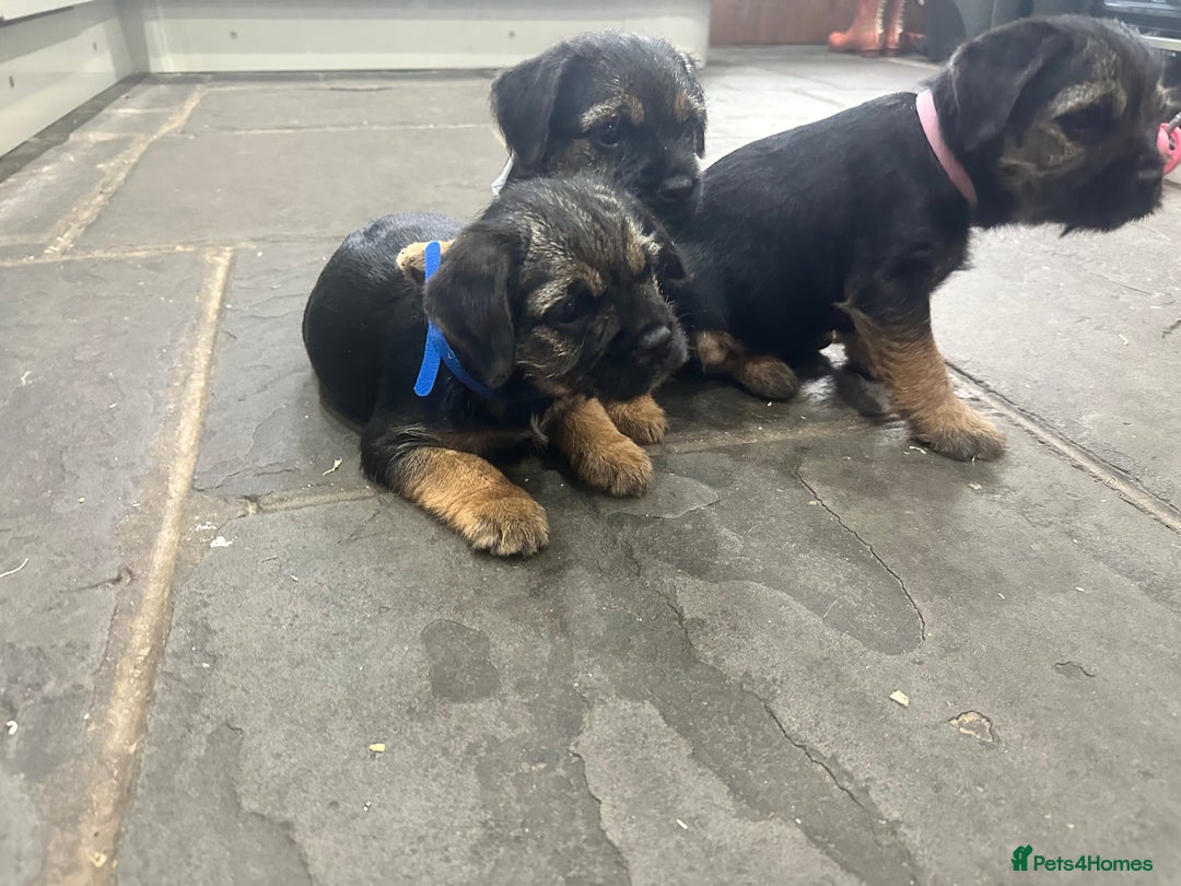 Border Terrier dogs for sale: Border Terrier Pups -Beautiful Pedigree  - Image 10