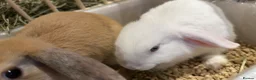 Mini Lop rabbits for sale: Beige and White Mini Loop, toilet trained !!  - Advert 4