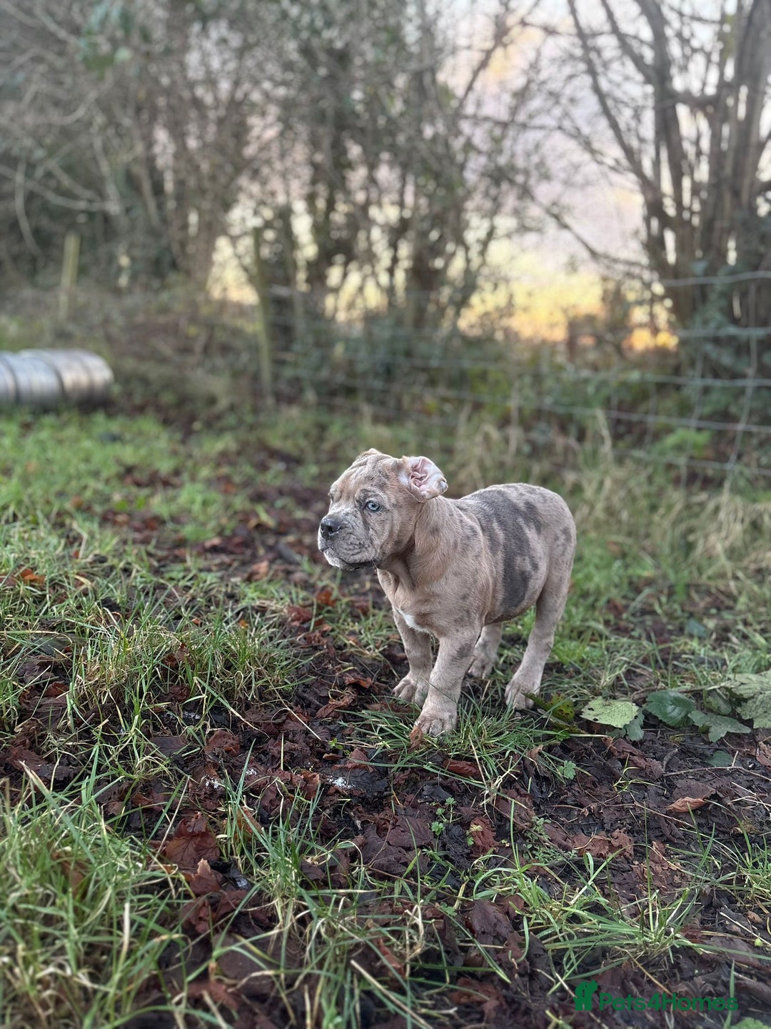 Olde English Bulldogge dogs for sale: 3 male puppy Olde English Bulldogges left - Advert 20