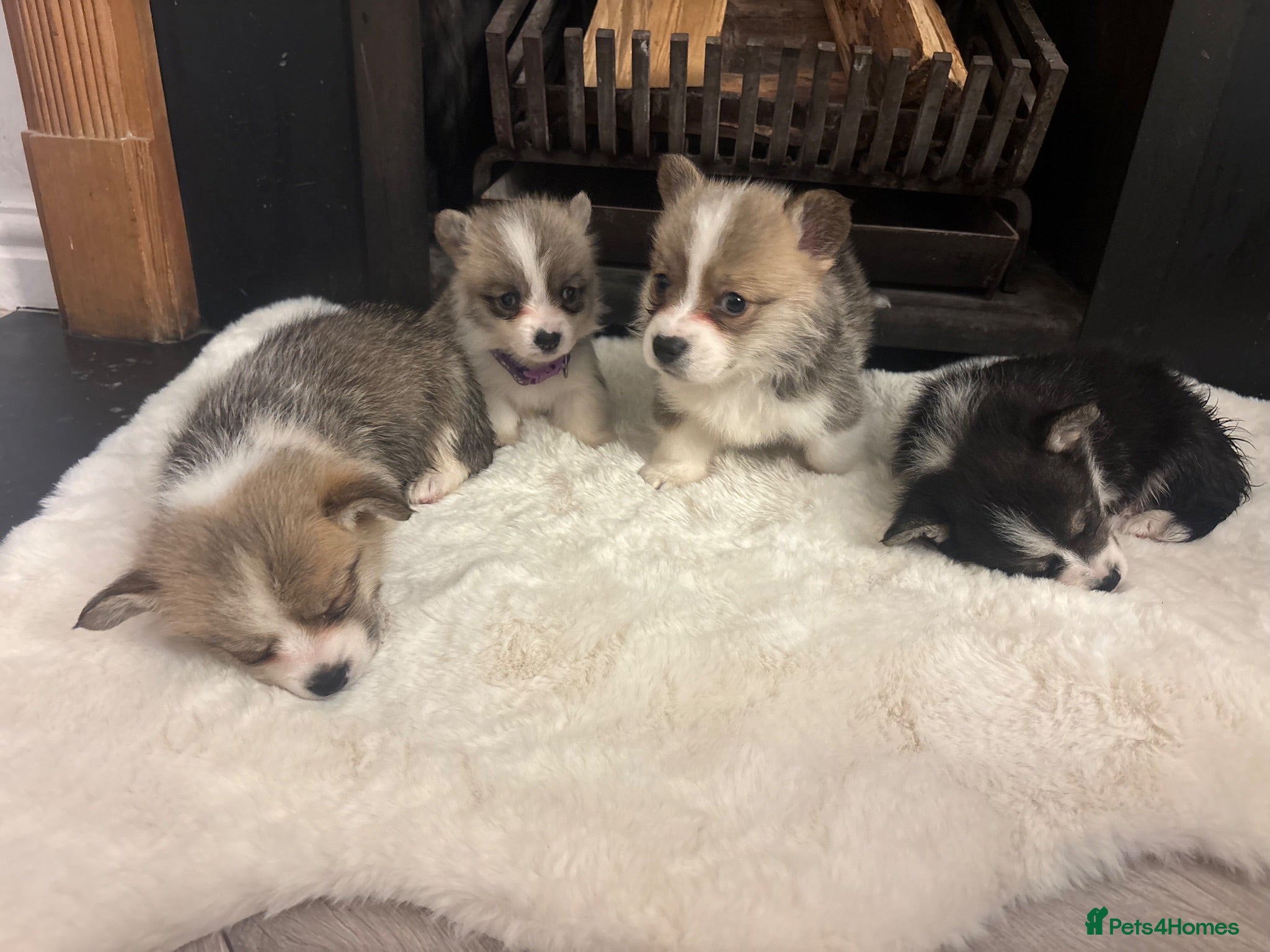 Welsh Corgi Pembroke dogs Gorgeous Pembrokeshire Corgi Puppies  - Advert 19