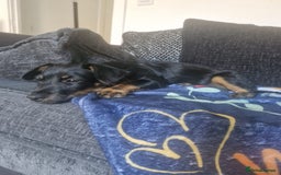 Mixed Breed dogs for sale: Dottie  - Image 8