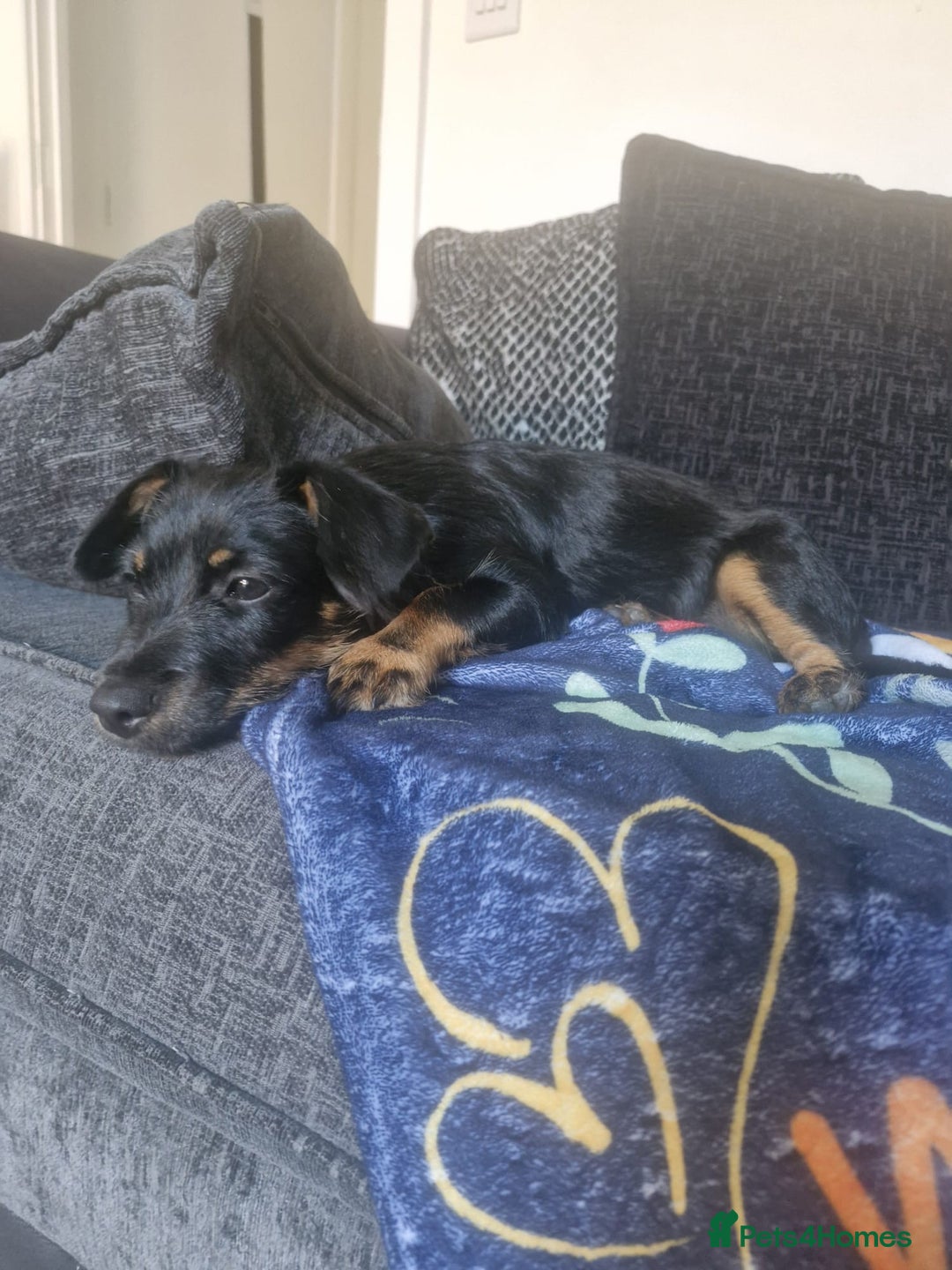 Mixed Breed dogs for sale: Dottie  - Image 8