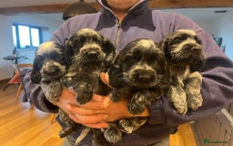 Cocker Spaniel dogs for sale: KC registered Show Type Cocker Spaniels - Image 19