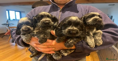 Cocker Spaniel dogs - Advert 2