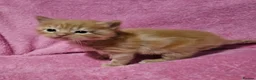 Mixed Breed cats for sale: Persain X Domestic Available  - Advert 23