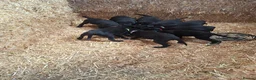 Borador dogs for sale: Labrador x Border Collie Pups for Sale - Advert 1