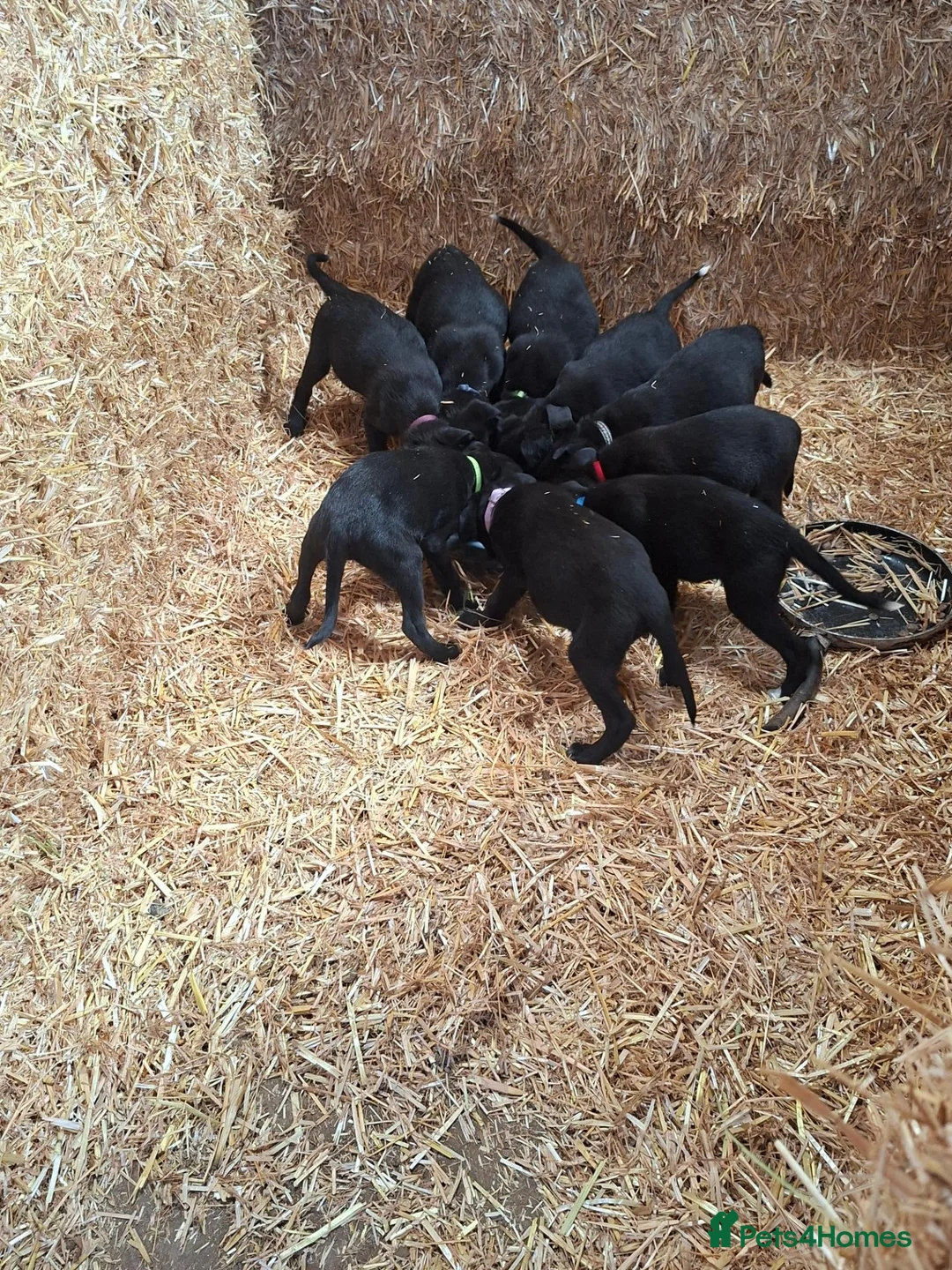 Borador dogs for sale: Labrador x Border Collie Pups for Sale - Advert 1