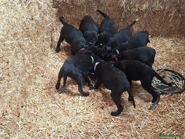 Borador dogs for sale: Labrador x Border Collier Pups for Sale READY NOW - Advert 1