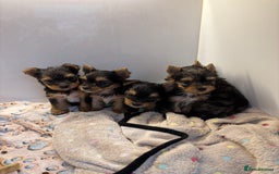 Yorkshire Terrier dogs for sale:  Merle Yorkshire terrier puppies  - Image 2