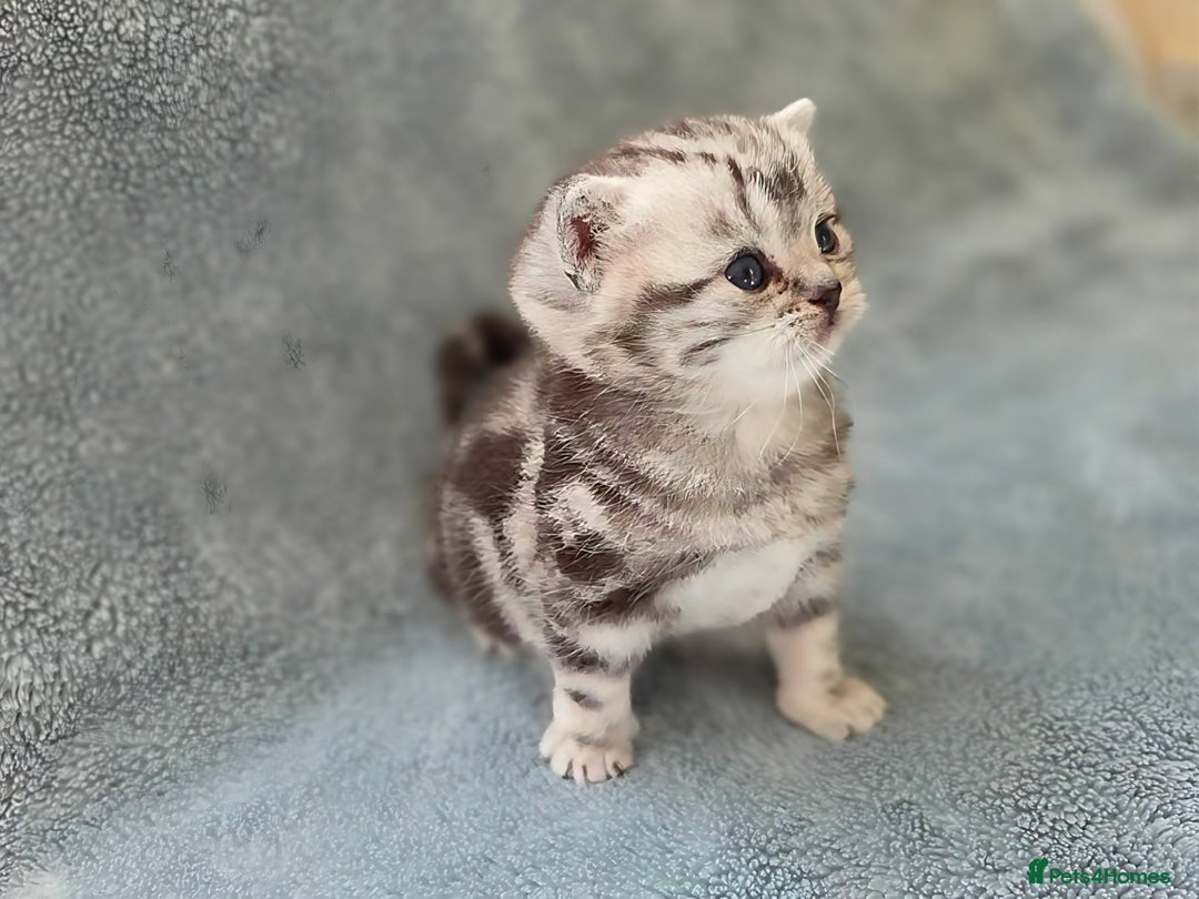 British Shorthair cats for sale: Silver Tabby kitten with his mother  - Image 7