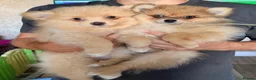 Pomeranian dogs for sale: Ready now Last little Boy … Pomeranian puppies  - Advert 5