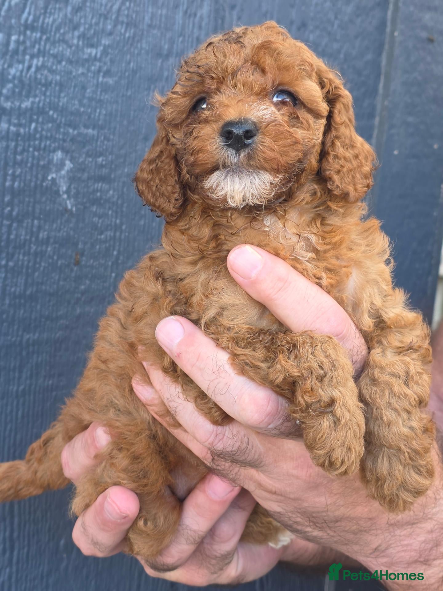 Cavapoo dogs Beautiful f1b cavapoo girls💗💗 - Advert 2