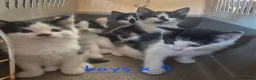 Mixed Breed cats for sale: 4 girls 4 boys 8 week old kittens  - Advert 9