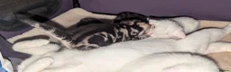 Mixed Breed cats for sale: 4 Beautiful kittens looking forever homes - Advert 8