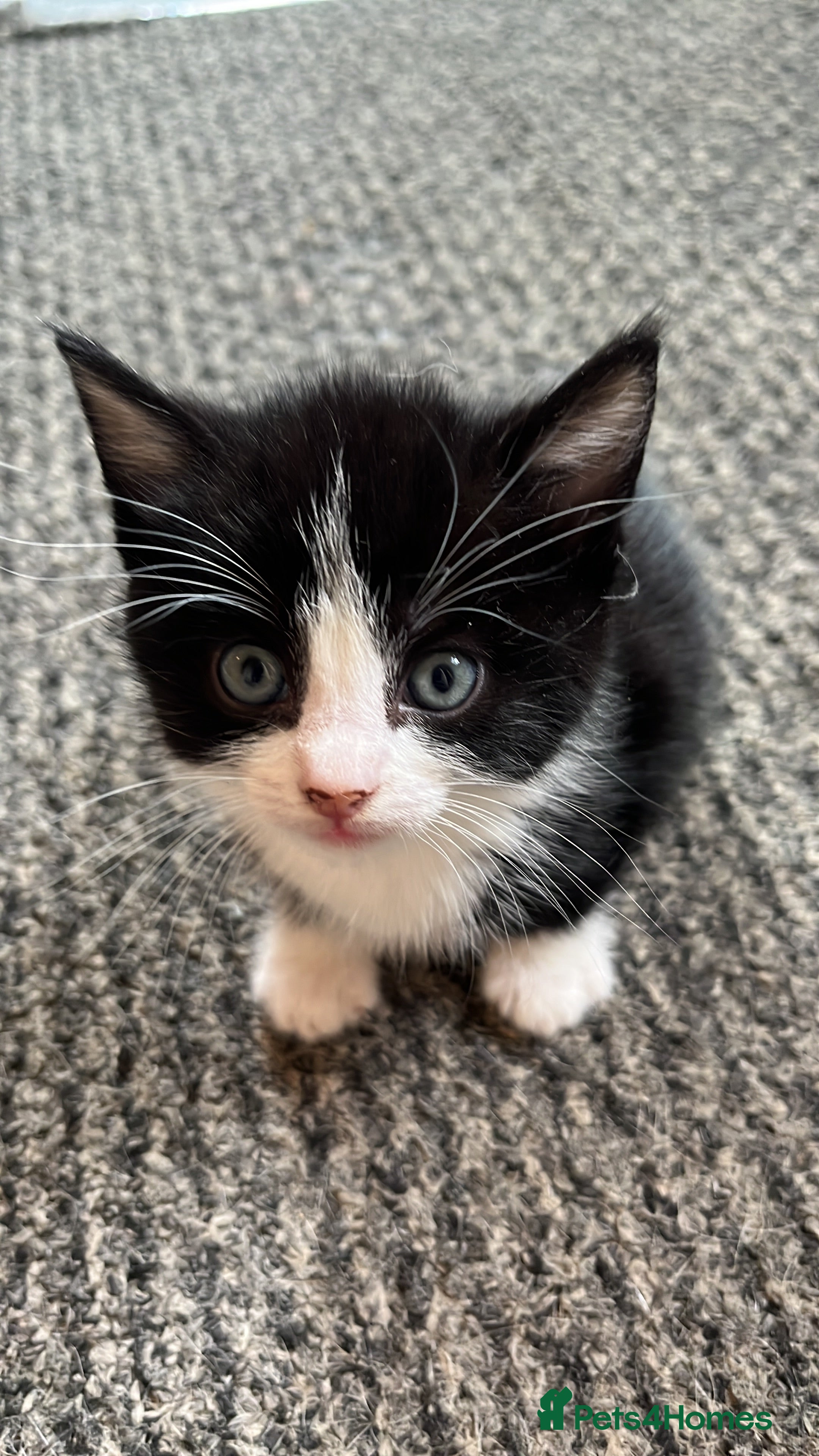 Mixed Breed cats for sale: Mixed breed  in Liverpool - Advert 4