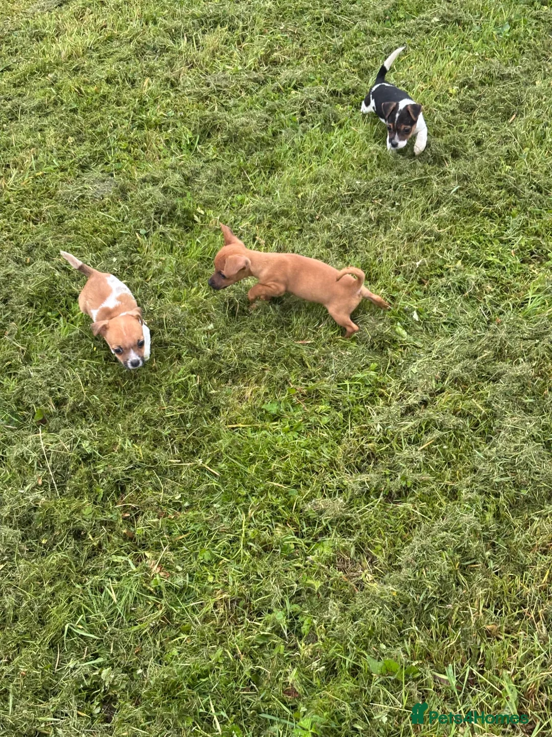 Jack Russell dogs for sale: Jack russell - Advert 3