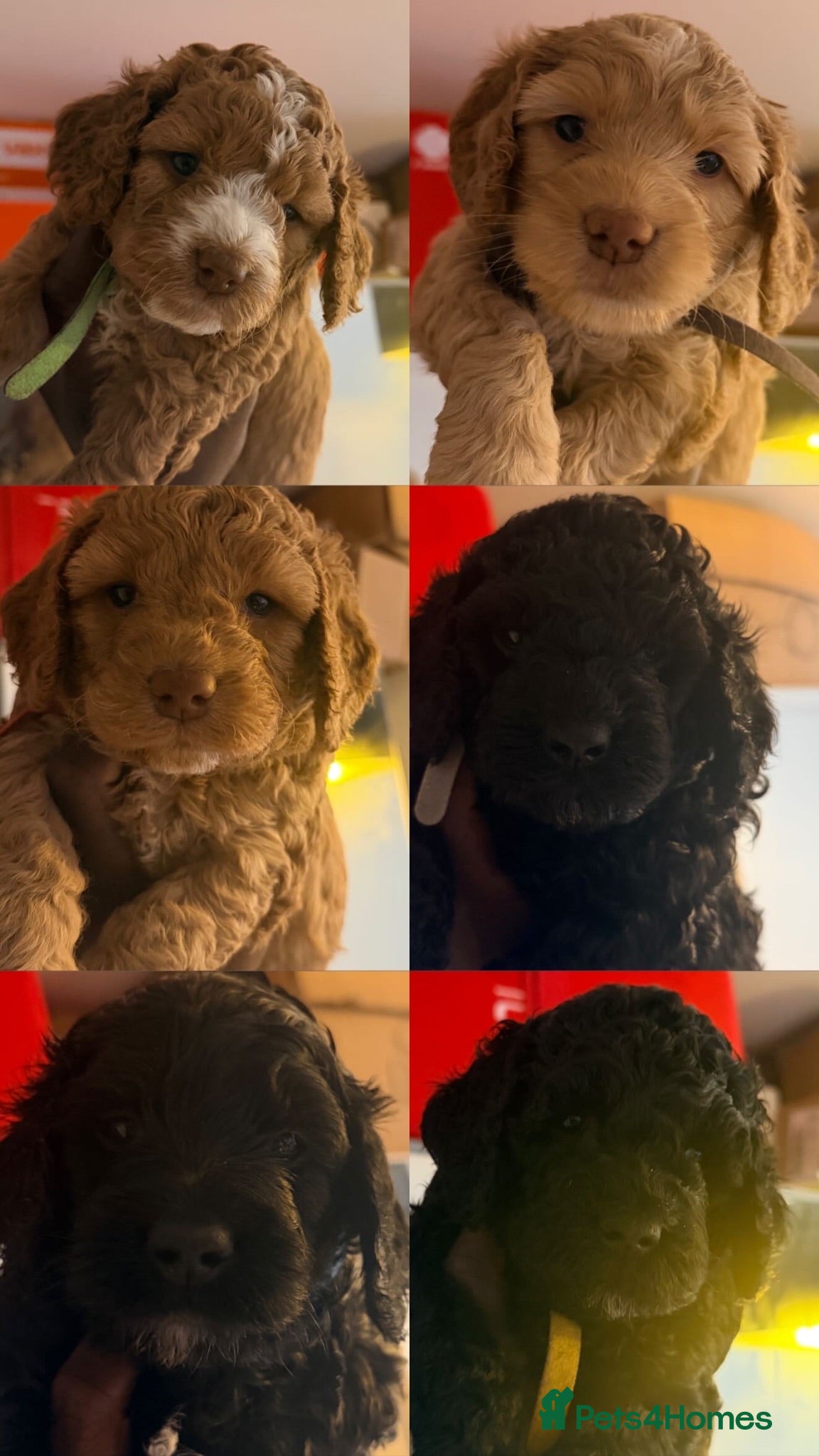 Cockapoo dogs Cockapoo Puppies Looking for Their Forever homes - Advert 2