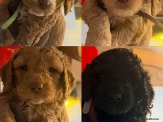 Cockapoo dogs Cockapoo Puppies Looking for Their Forever homes - Advert 2