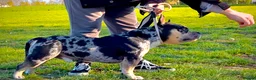 American Bully dogs for stud: Working stud in London - Advert 4