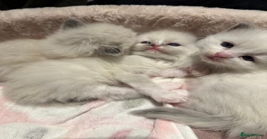 Ragdoll cats Purebred Ragdolls – Ready to Reserve Now 🍼 - Advert 1