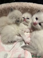 Ragdoll cats Purebred Ragdolls – Ready to Reserve Now 🍼 - Advert 2