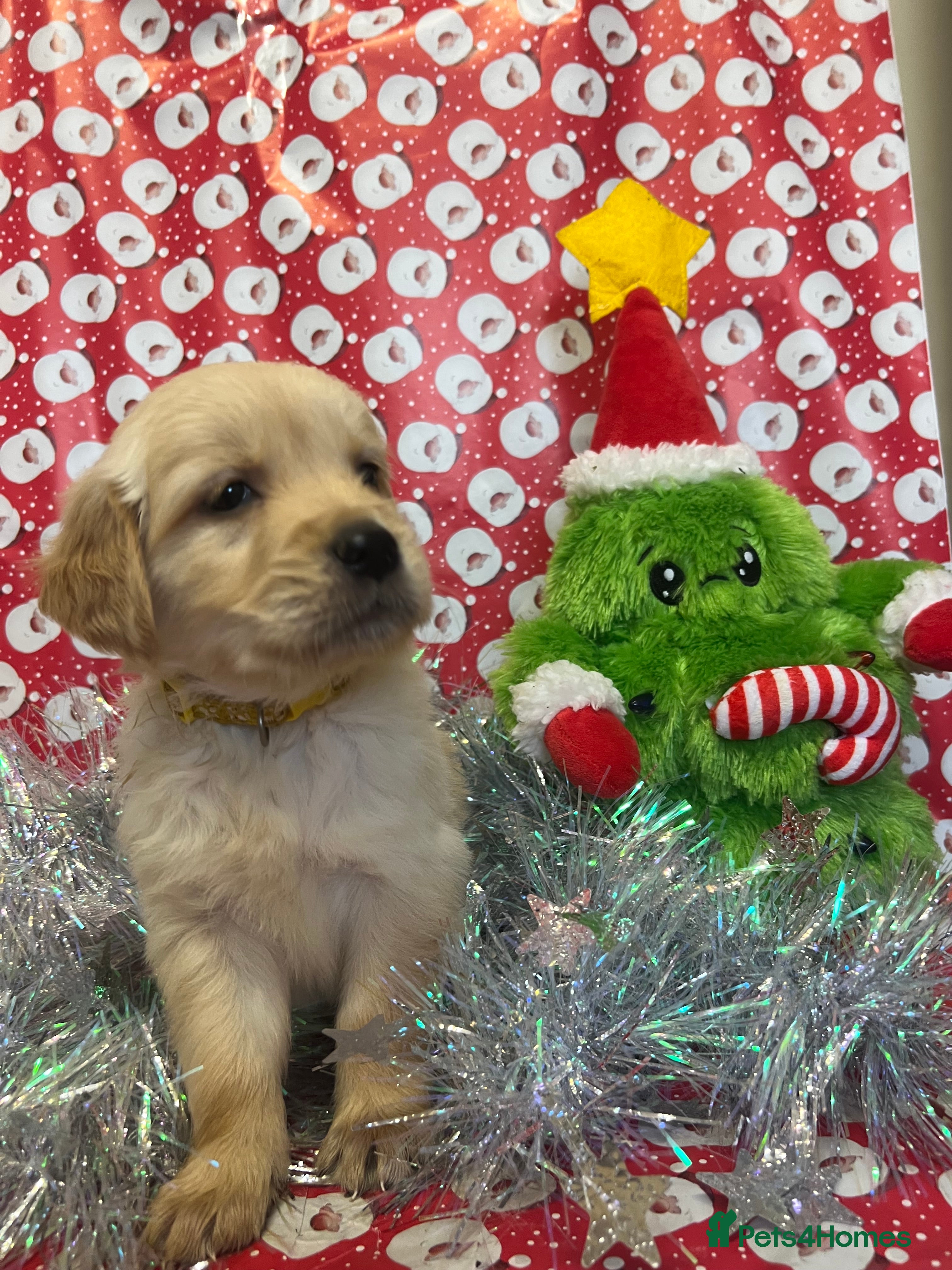 Golden Retriever dogs Gorgeous KC registered golden retriever puppies - Advert 5