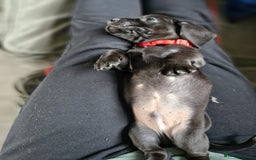 Miniature Dachshund dogs for sale: Miniature dachshund  - Image 27