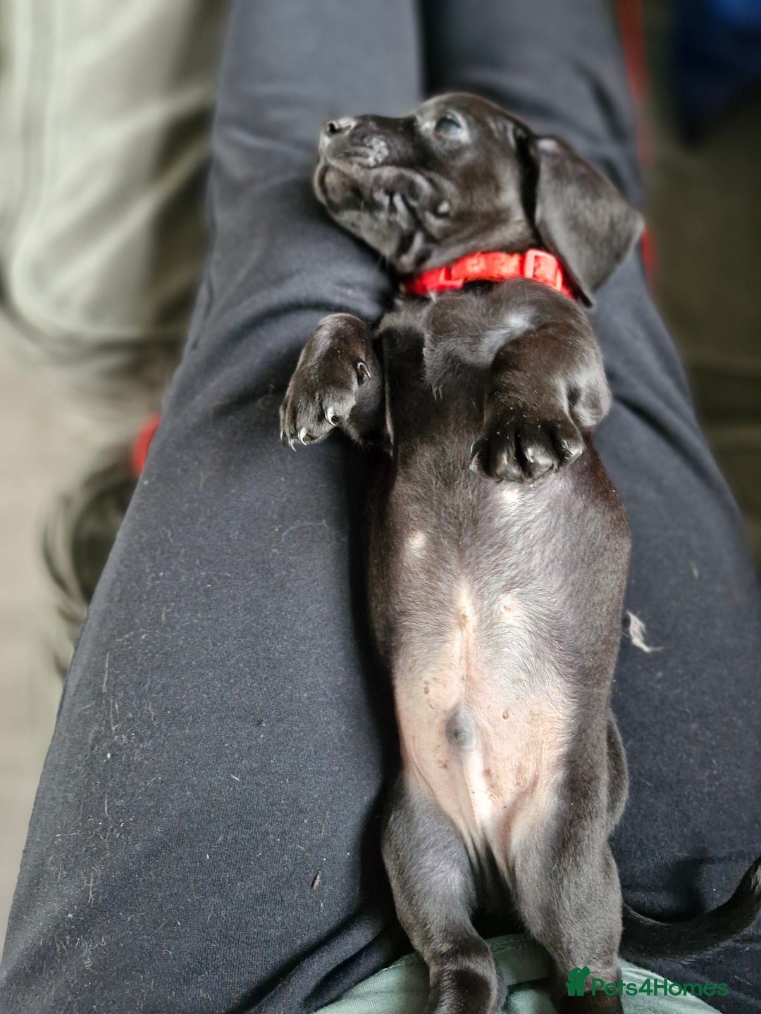 Miniature Dachshund dogs for sale: Miniature dachshund  - Image 27