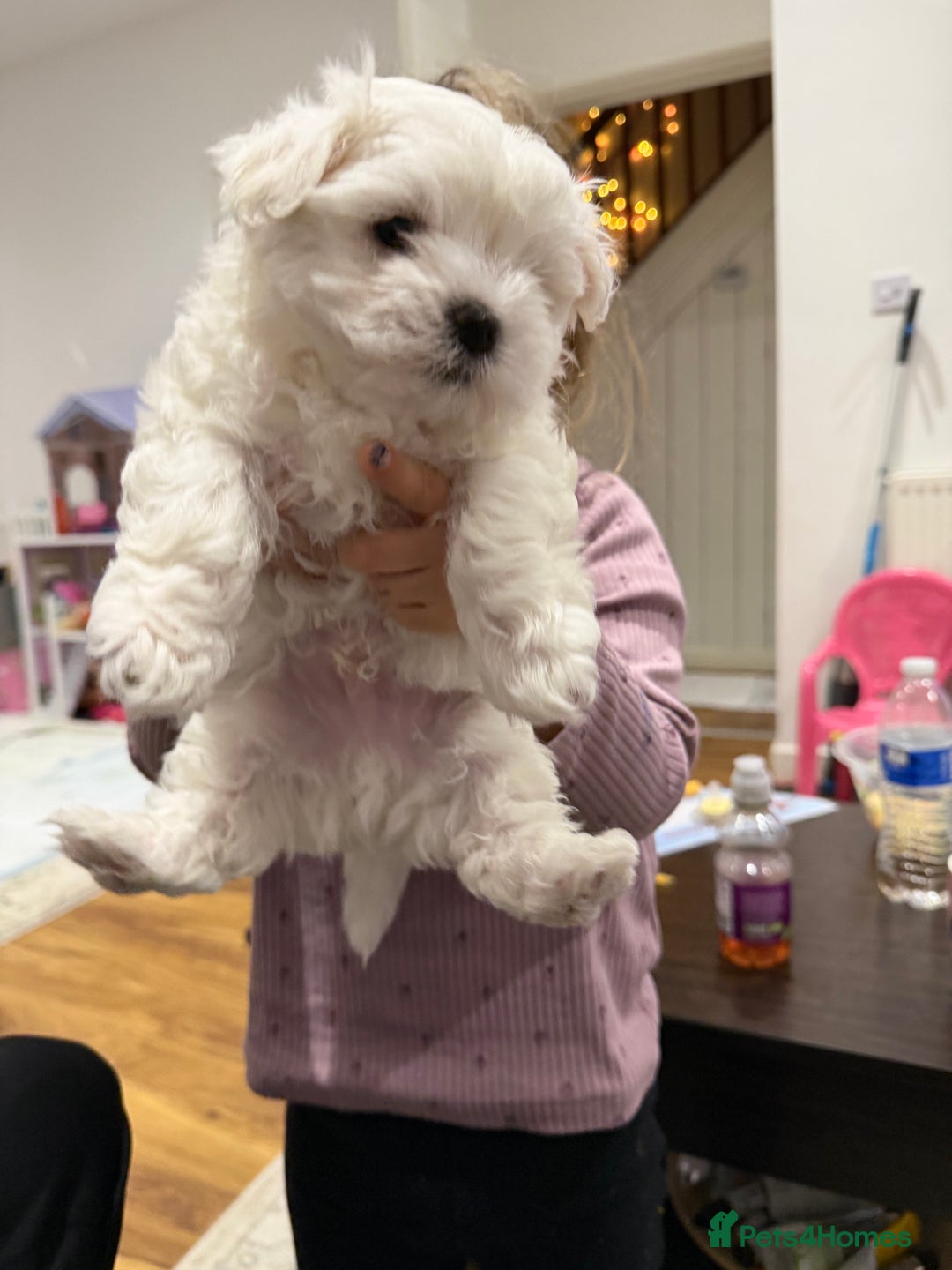Maltese dogs for sale: Gorgeous Maltese puppies  - Advert 13
