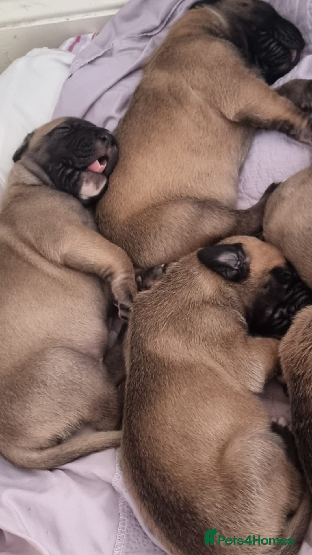 Great Dane dogs for sale: Fawn black mask - Image 13